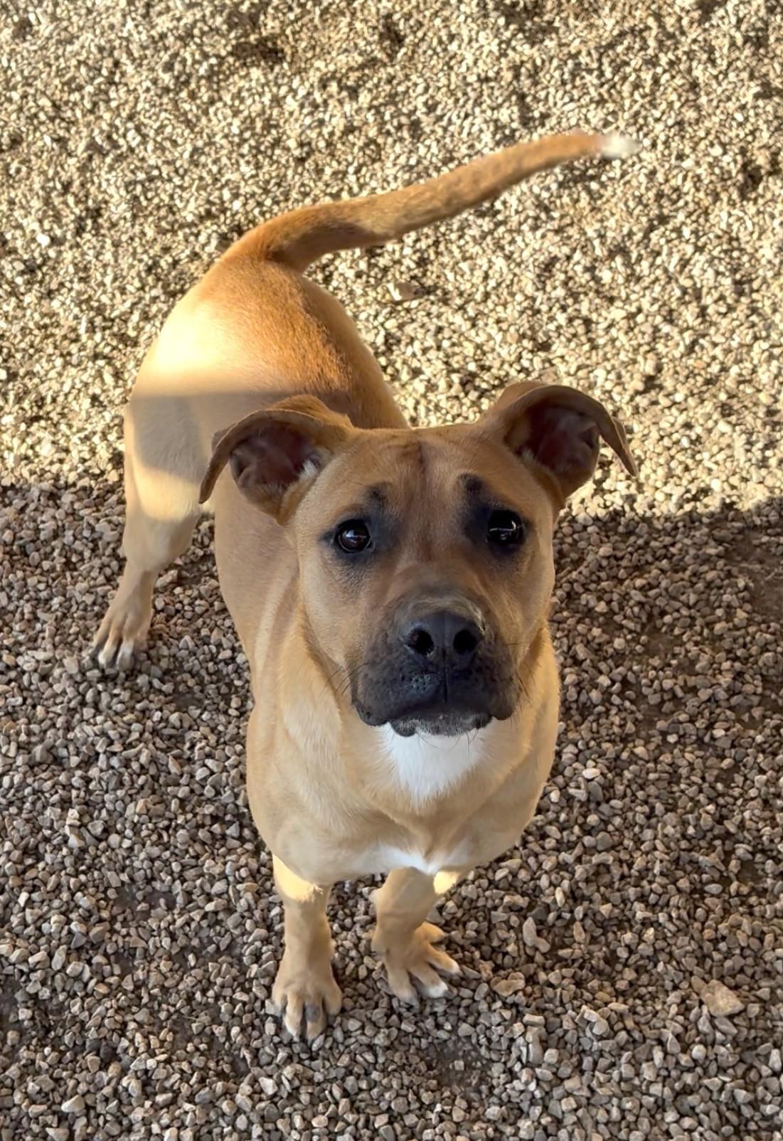 Enlarge Mabel , a ADOPTABLE mixed breed in Austin, TX image 1/6