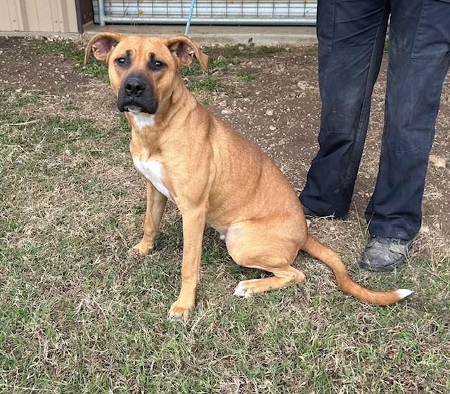 Enlarge Mabel , a ADOPTABLE mixed breed in Austin, TX image 4/6