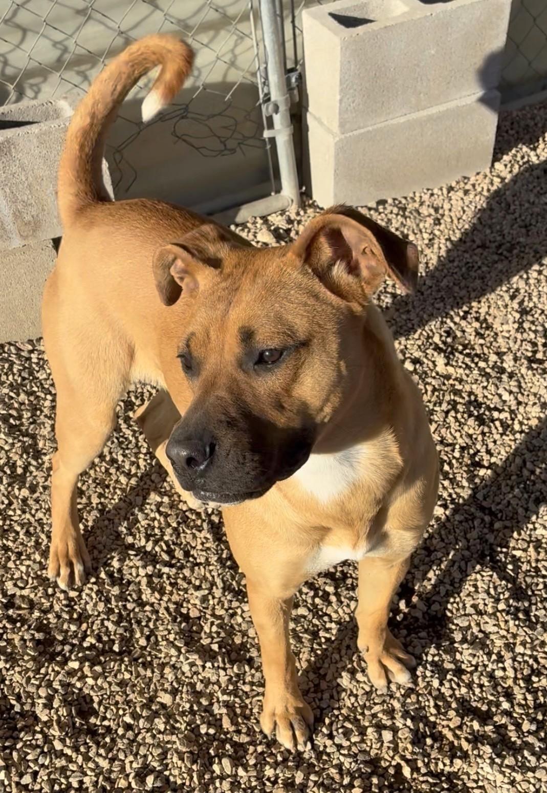 Enlarge Mabel , a ADOPTABLE mixed breed in Austin, TX image 2/6