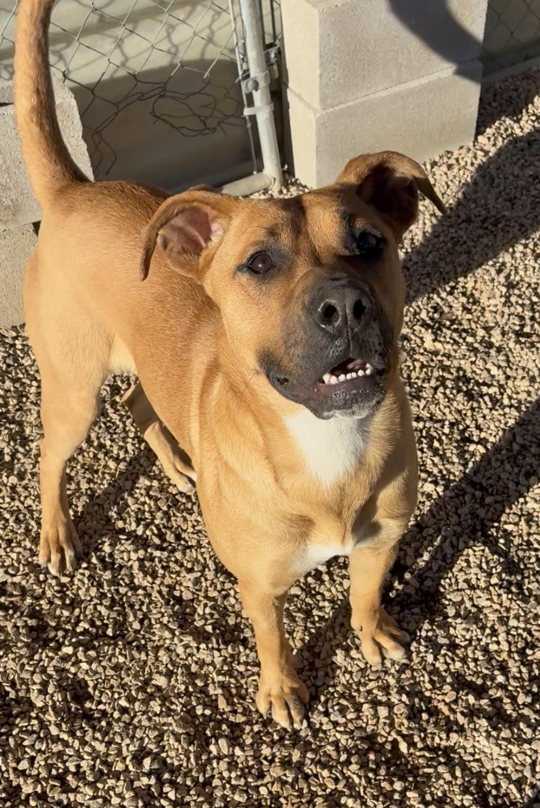 Enlarge Mabel , a ADOPTABLE mixed breed in Austin, TX image 3/6