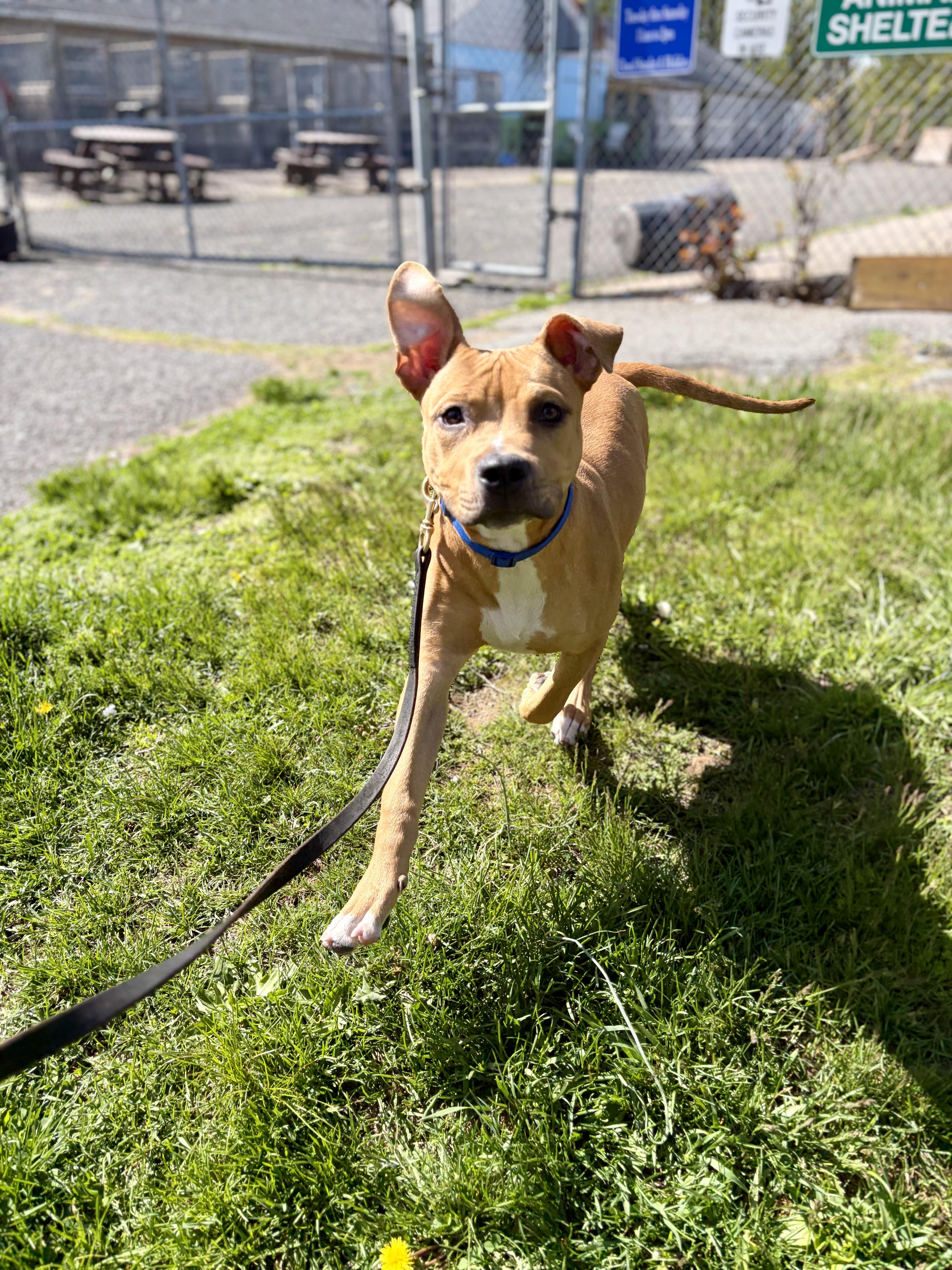Enlarge Niko, a ADOPTABLE mixed breed in Mendham, NJ image 1/1
