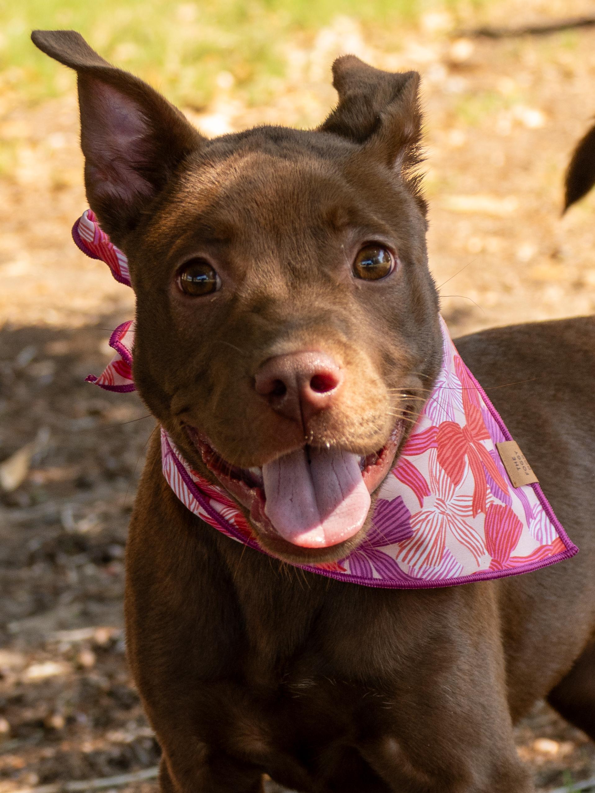 Enlarge Sookie, an adopted Mixed Breed in Myrtle Beach, SC image 4/4