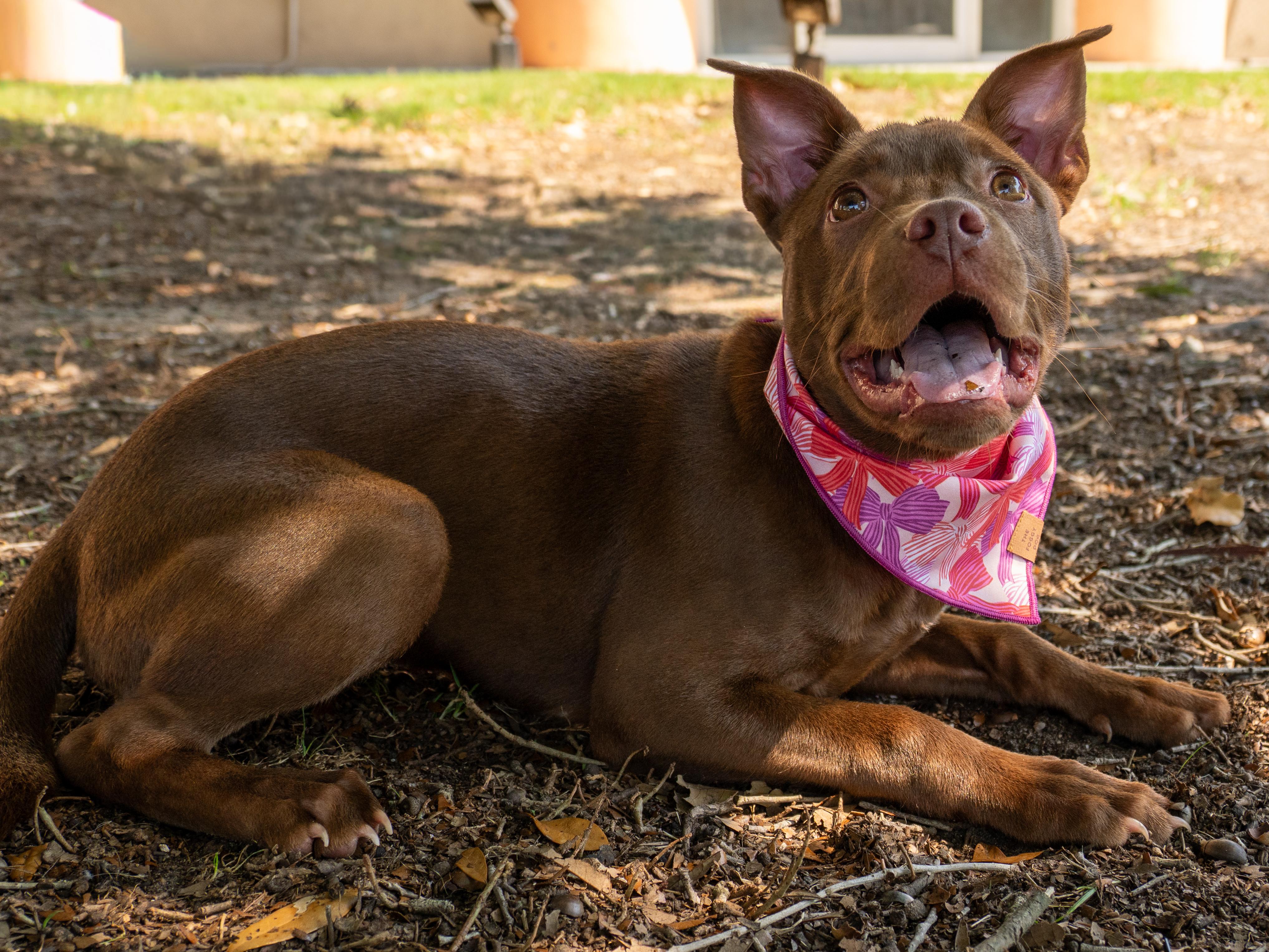 Sookie, adopted, Young Female Mixed Breed.