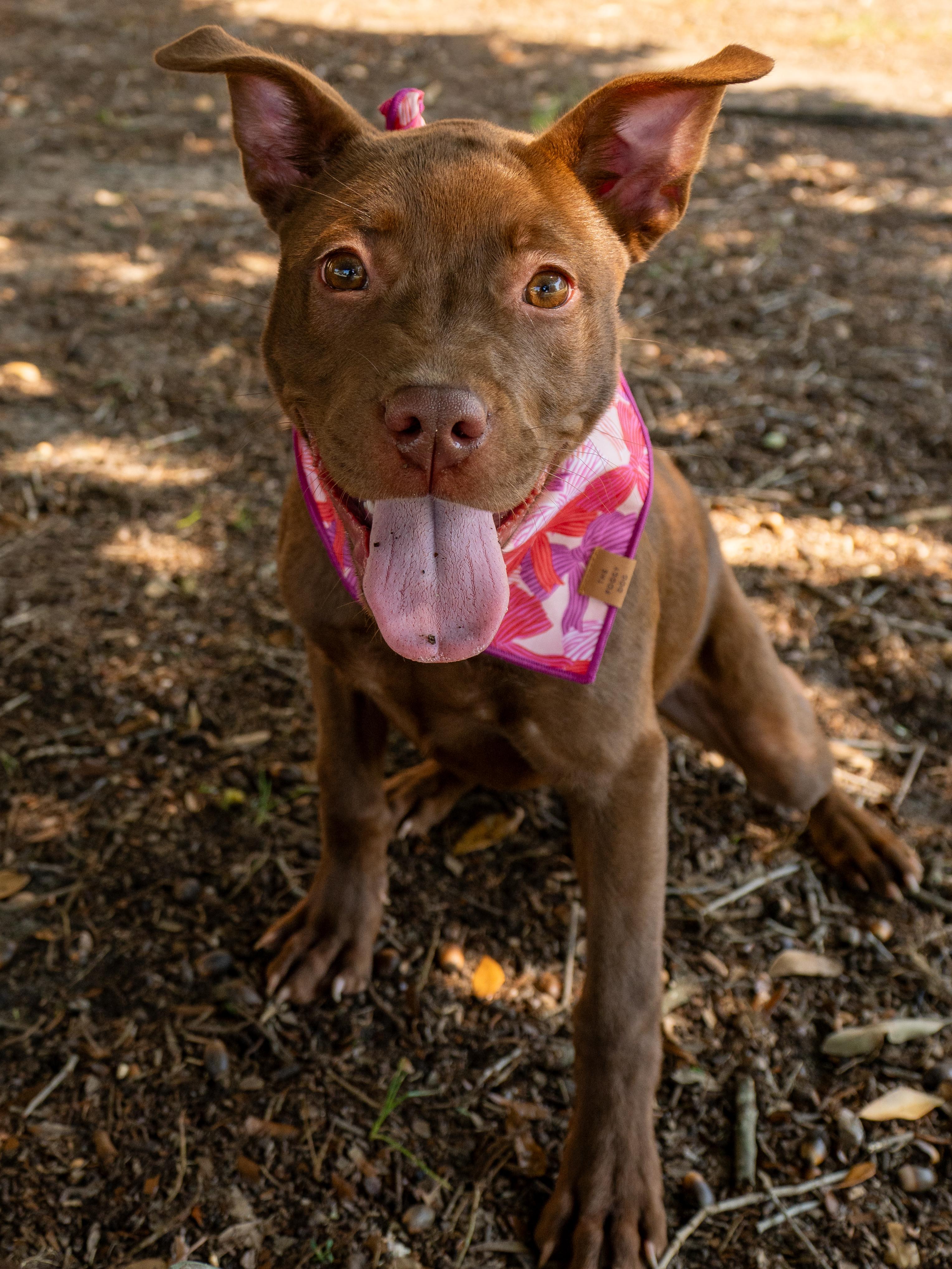 Enlarge Sookie, an adopted Mixed Breed in Myrtle Beach, SC image 2/4