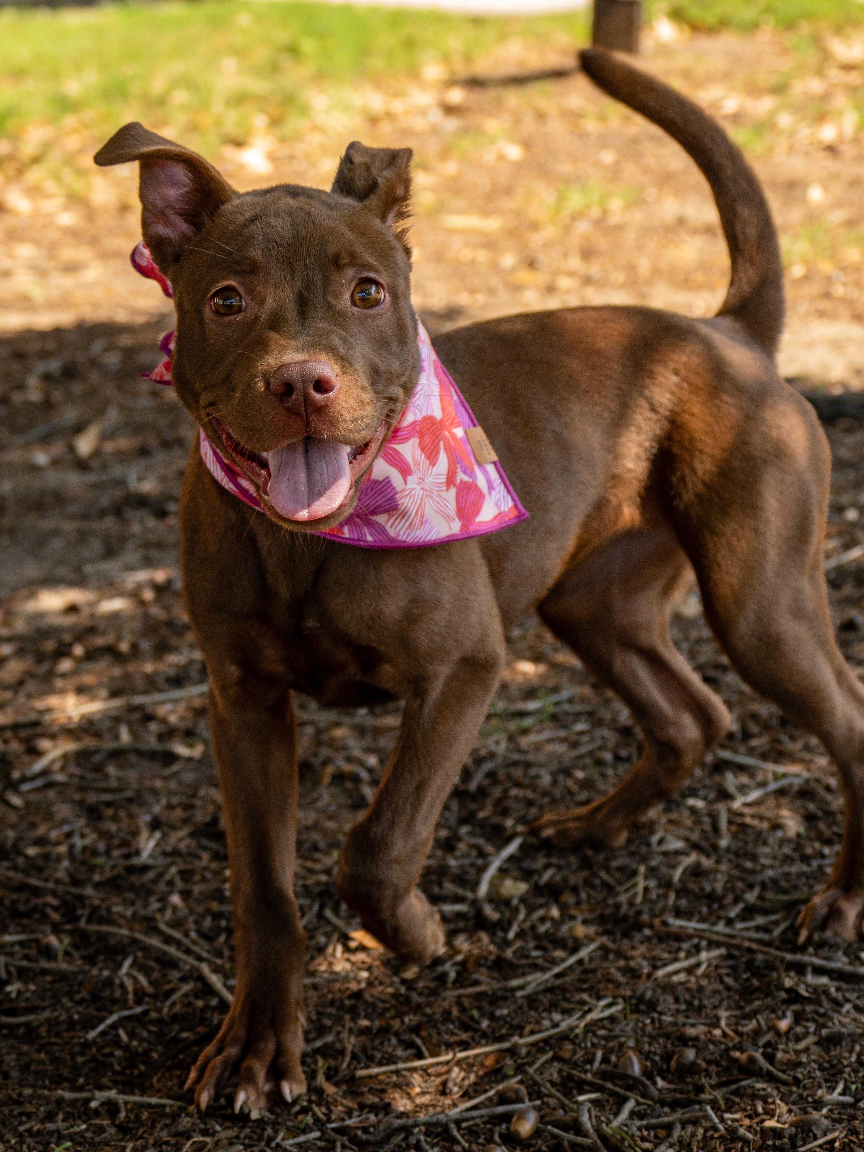 Enlarge Sookie, an adopted Mixed Breed in Myrtle Beach, SC image 3/4