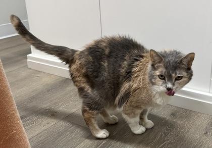 Adele, a Adoptable Domestic Short Hair in Annapolis, MD image 1/2