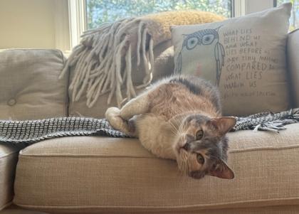 Enlarge Adele, a Adoptable Domestic Short Hair in Annapolis, MD image 1/3