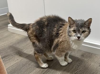 Adele, a Adoptable Domestic Short Hair in Annapolis, MD image 2/2