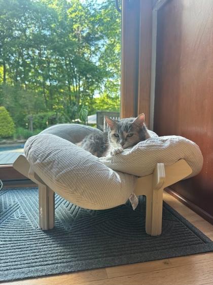 Enlarge Adele, a Adoptable Domestic Short Hair in Annapolis, MD image 2/3