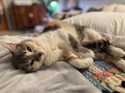 Enlarge Adele, a Adoptable Domestic Short Hair in Annapolis, MD image 3/3