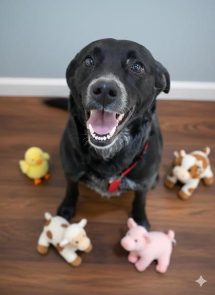 Enlarge Panther~ SPONSORED!, a Adoptable mixed breed in Bowling Green, KY image 2/2