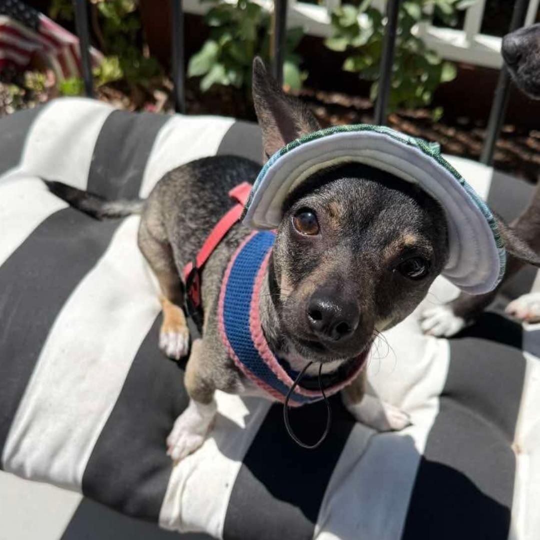 Enlarge KEVIN, a Adoptable mixed breed in Morgan Hill, CA image 4/6