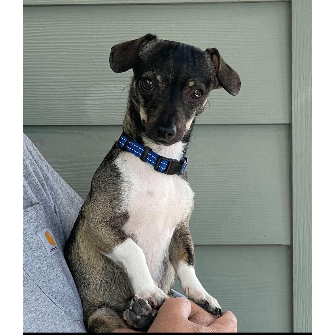 KEVIN, Adoptable, Young Male Chihuahua & Terrier.