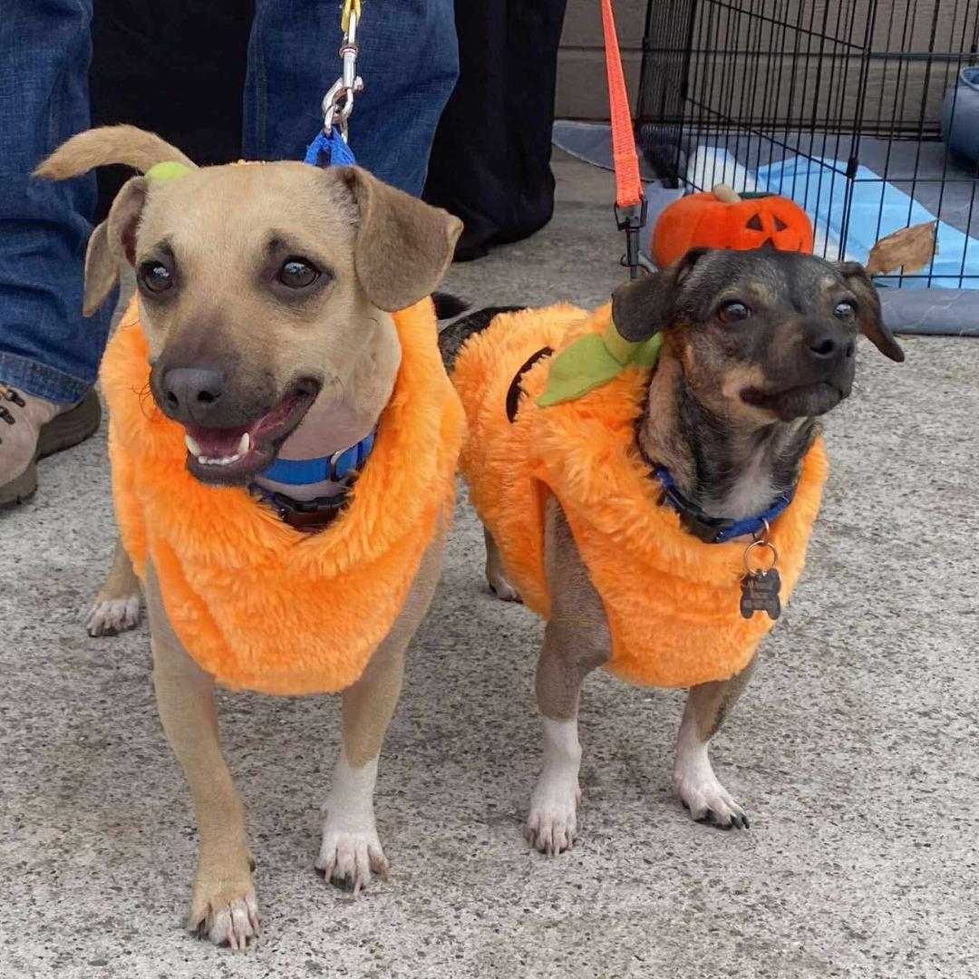 Enlarge KEVIN, a Adoptable mixed breed in Morgan Hill, CA image 2/6