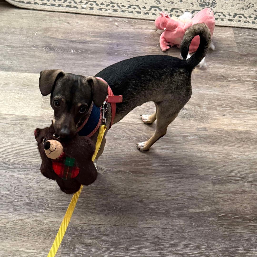 Enlarge KEVIN, a Adoptable mixed breed in Morgan Hill, CA image 5/6