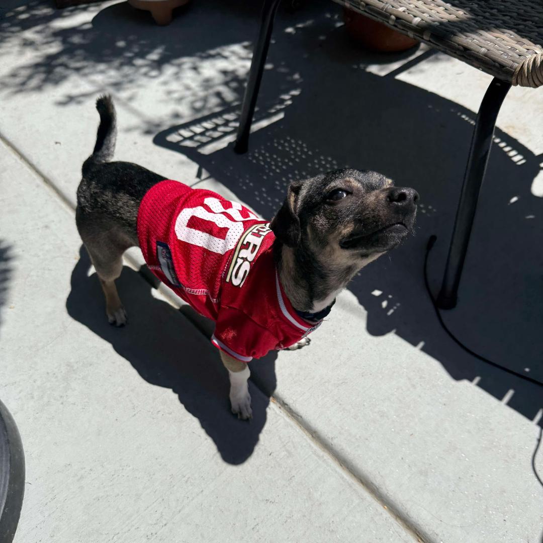 Enlarge KEVIN, a Adoptable mixed breed in Morgan Hill, CA image 6/6