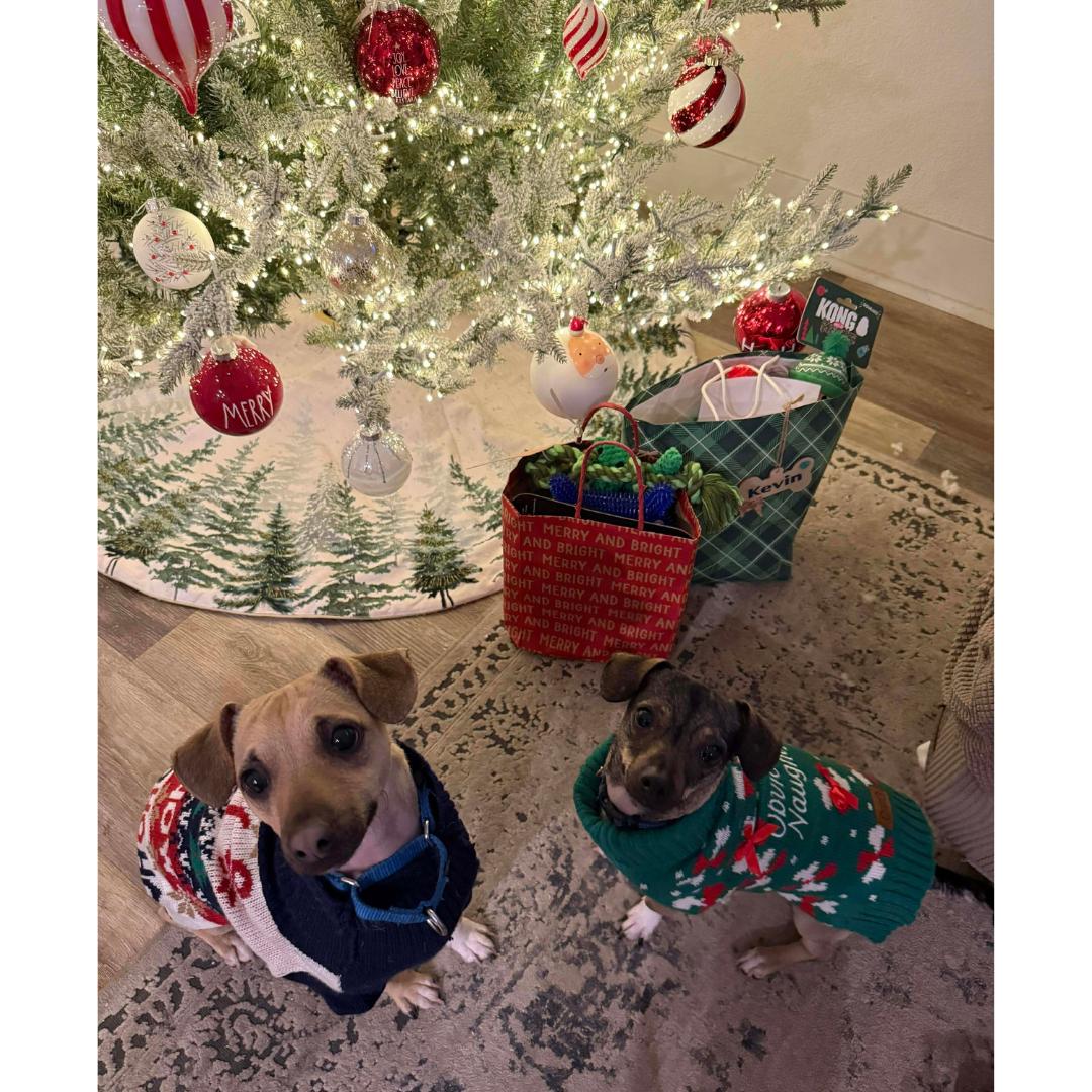 Enlarge KEVIN, a Adoptable mixed breed in Morgan Hill, CA image 2/6