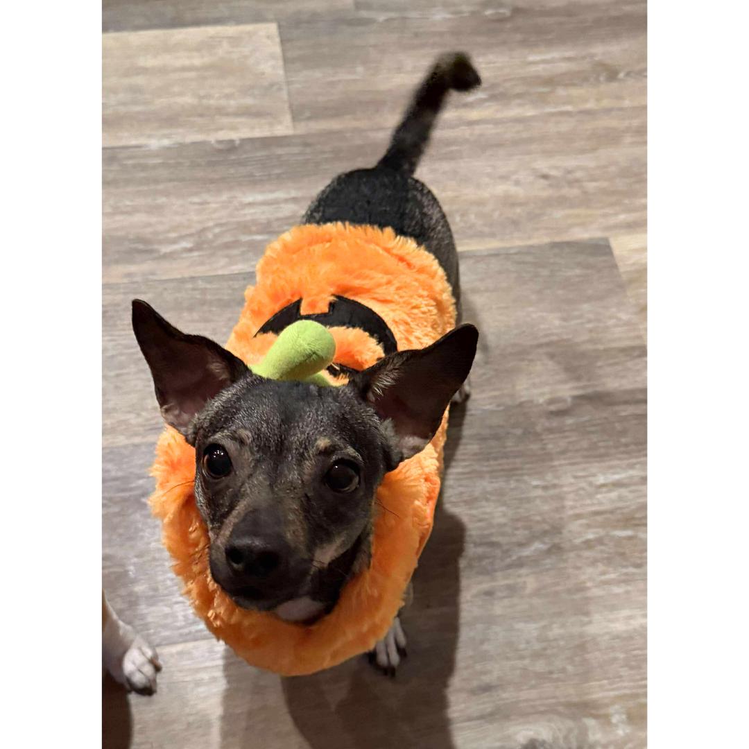 Enlarge KEVIN, a Adoptable mixed breed in Morgan Hill, CA image 3/6