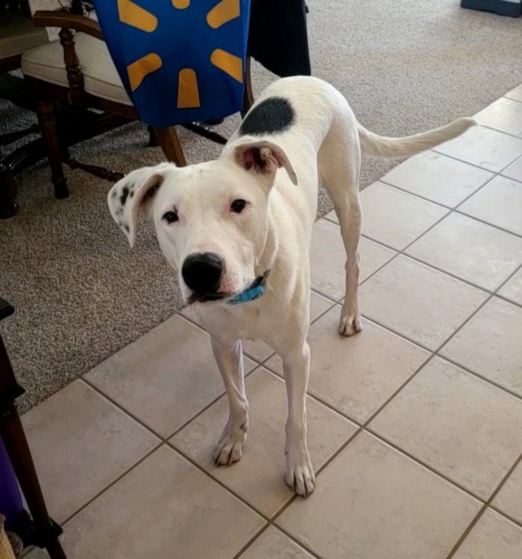 Goose, Adoptable, Young Male Border Collie & Pit Bull Terrier.