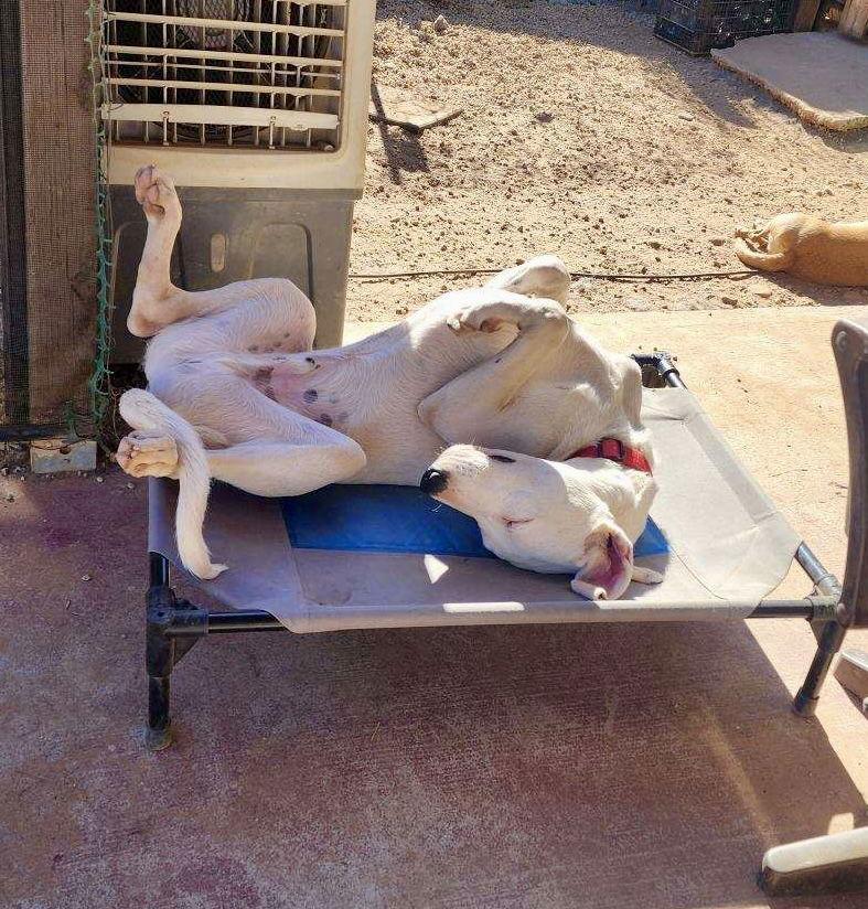 Enlarge Goose, a Adoptable mixed breed in Phoenix, AZ image 1/3