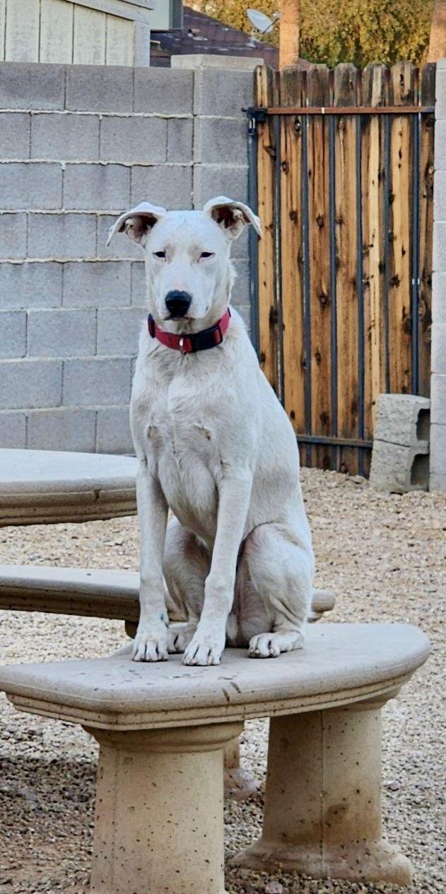 Enlarge Goose, a Adoptable mixed breed in Phoenix, AZ image 2/3