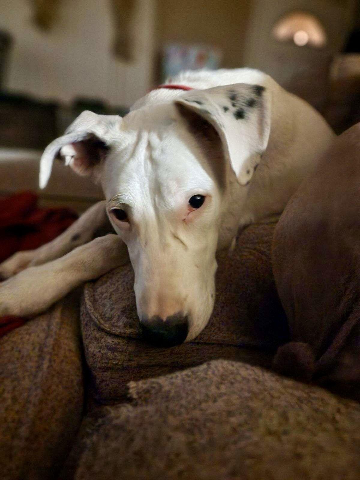 Enlarge Goose, a Adoptable mixed breed in Phoenix, AZ image 3/3