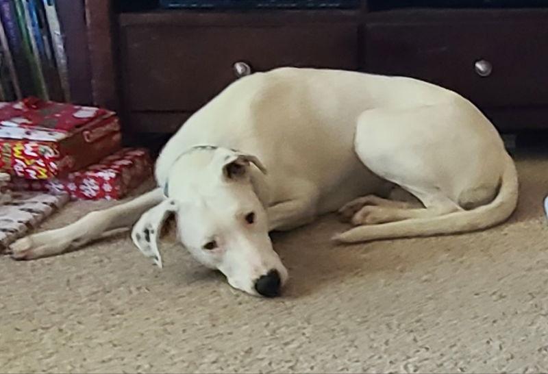 Enlarge Goose, a Adoptable mixed breed in Phoenix, AZ image 2/3