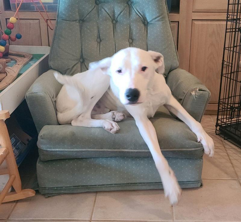 Enlarge Goose, a Adoptable mixed breed in Phoenix, AZ image 3/3