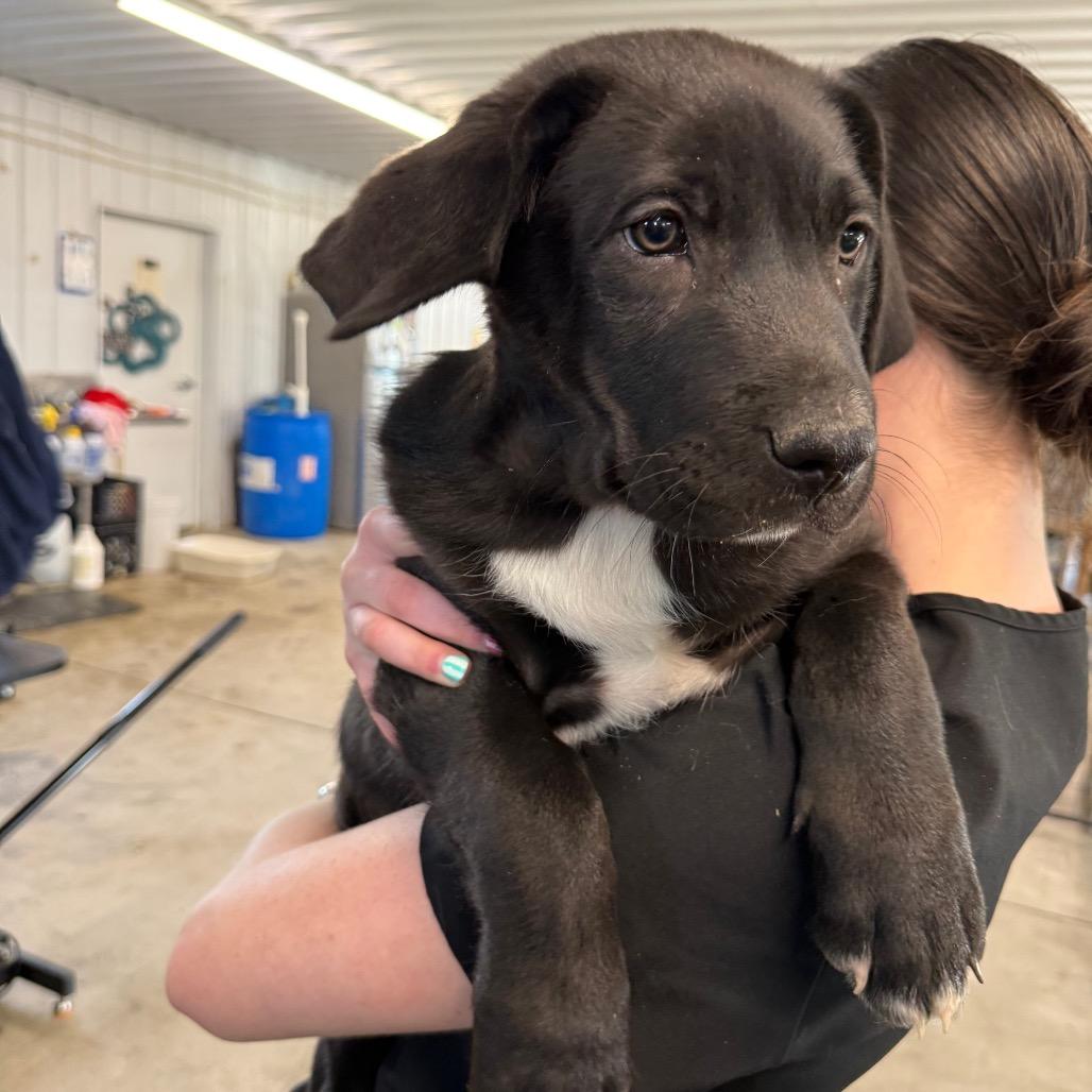 Cookie, Adoptable, Puppy Male Mixed Breed.