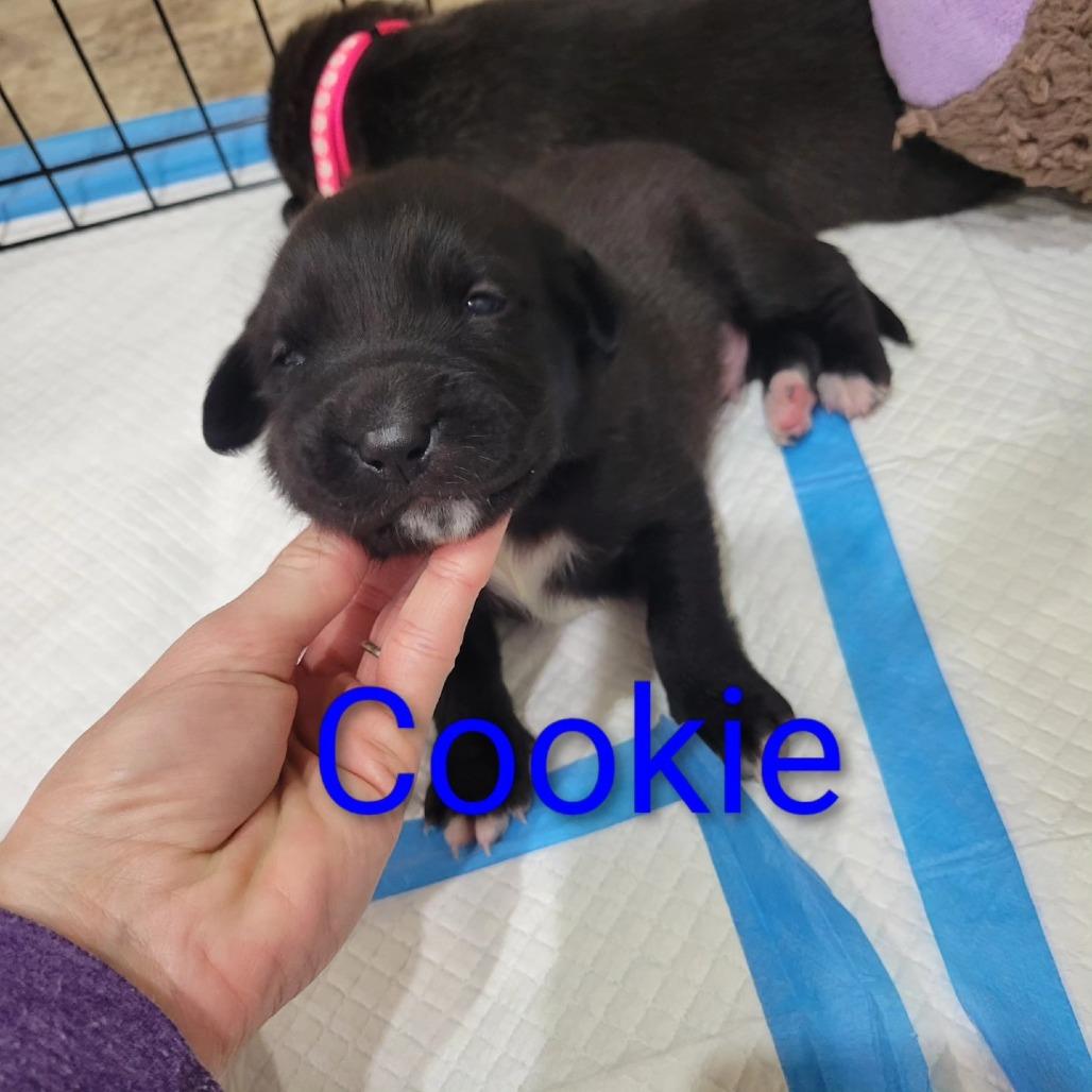 Enlarge Cookie, a Adoptable Mixed Breed in Spanish Fork, UT image 2/4