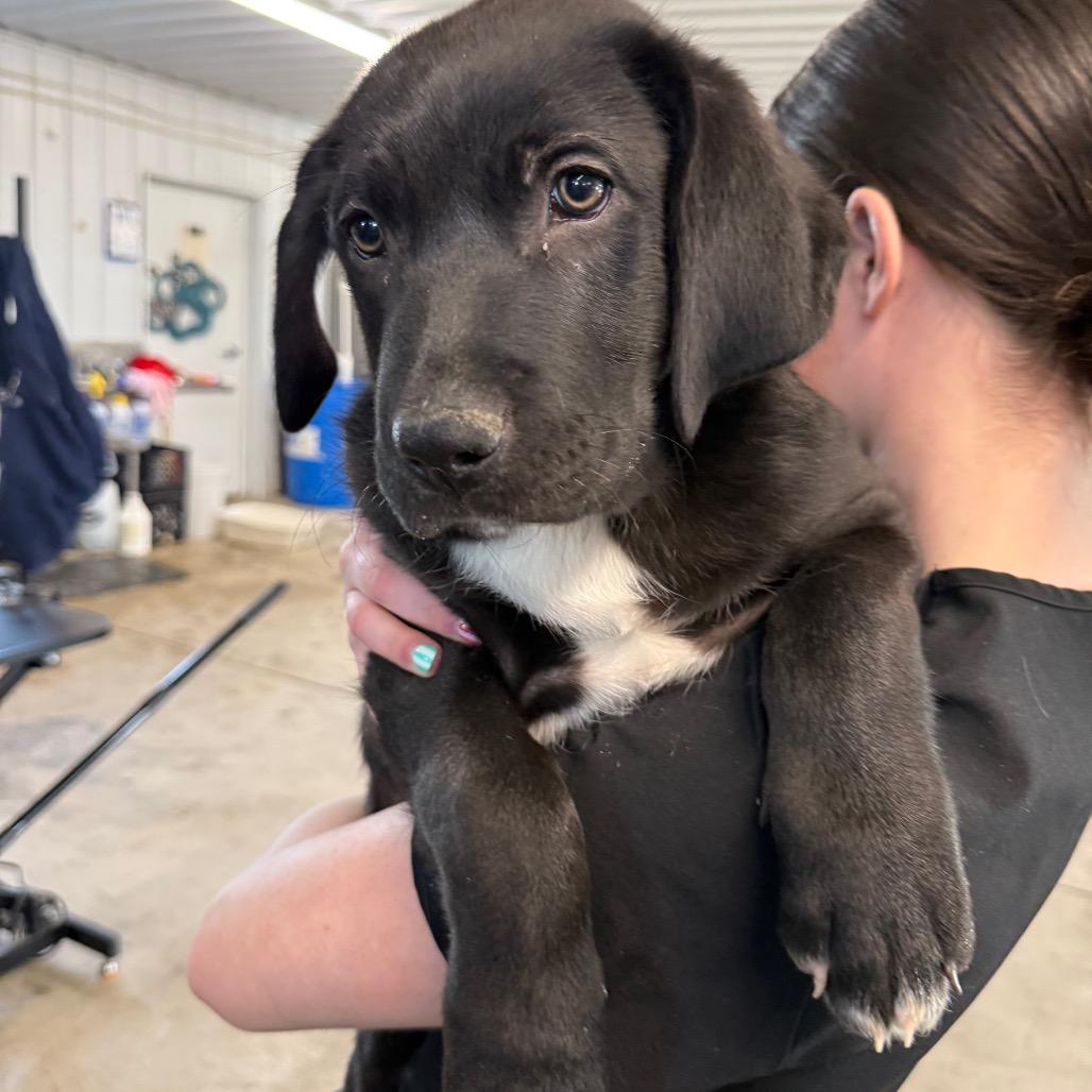 Enlarge Cookie, a Adoptable Mixed Breed in Spanish Fork, UT image 3/4