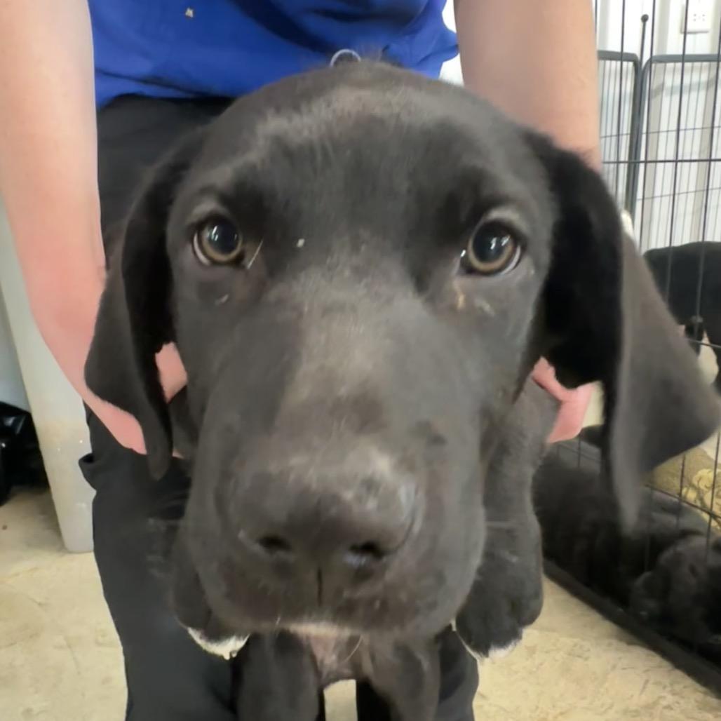 Enlarge Cookie, a Adoptable Mixed Breed in Spanish Fork, UT image 4/4