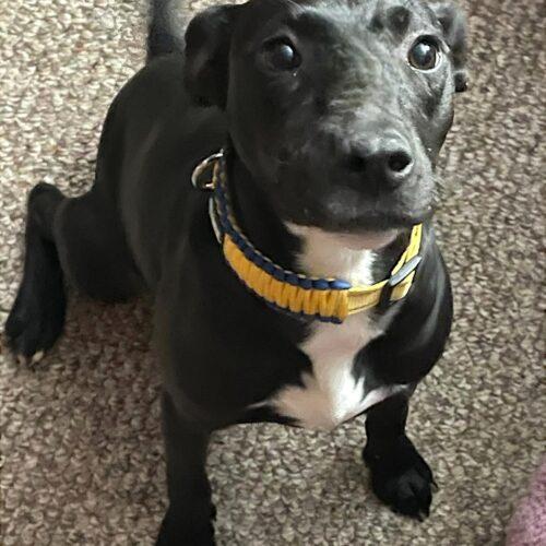 Enlarge BeckyAnn, a Adoptable mixed breed in Memphis, TN image 1/5