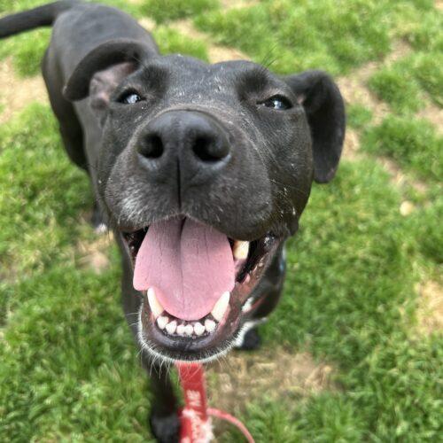 Enlarge BeckyAnn, a Adoptable mixed breed in Memphis, TN image 2/5