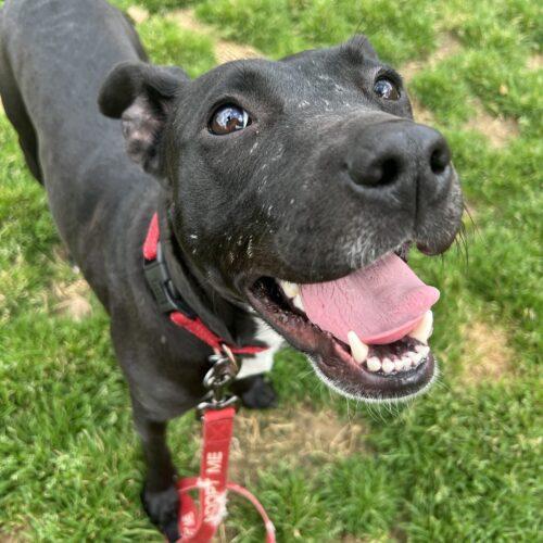 Enlarge BeckyAnn, a Adoptable mixed breed in Memphis, TN image 3/5