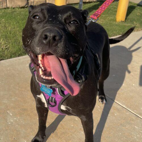 Enlarge BeckyAnn, a Adoptable mixed breed in Memphis, TN image 4/6