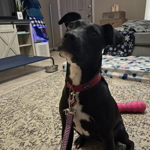 Enlarge BeckyAnn, a Adoptable mixed breed in Memphis, TN image 4/5