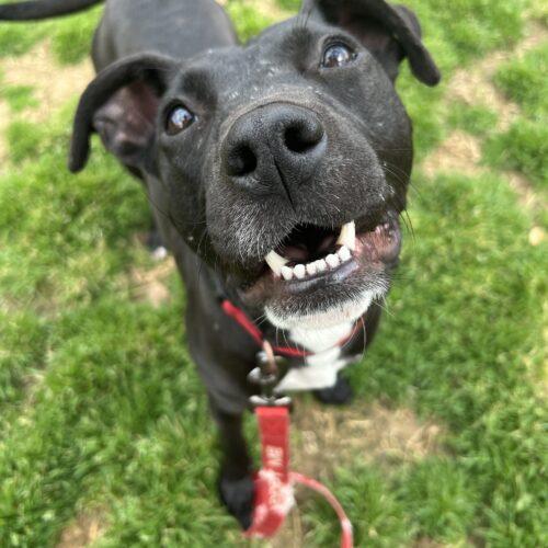 Enlarge BeckyAnn, a Adoptable mixed breed in Memphis, TN image 5/5