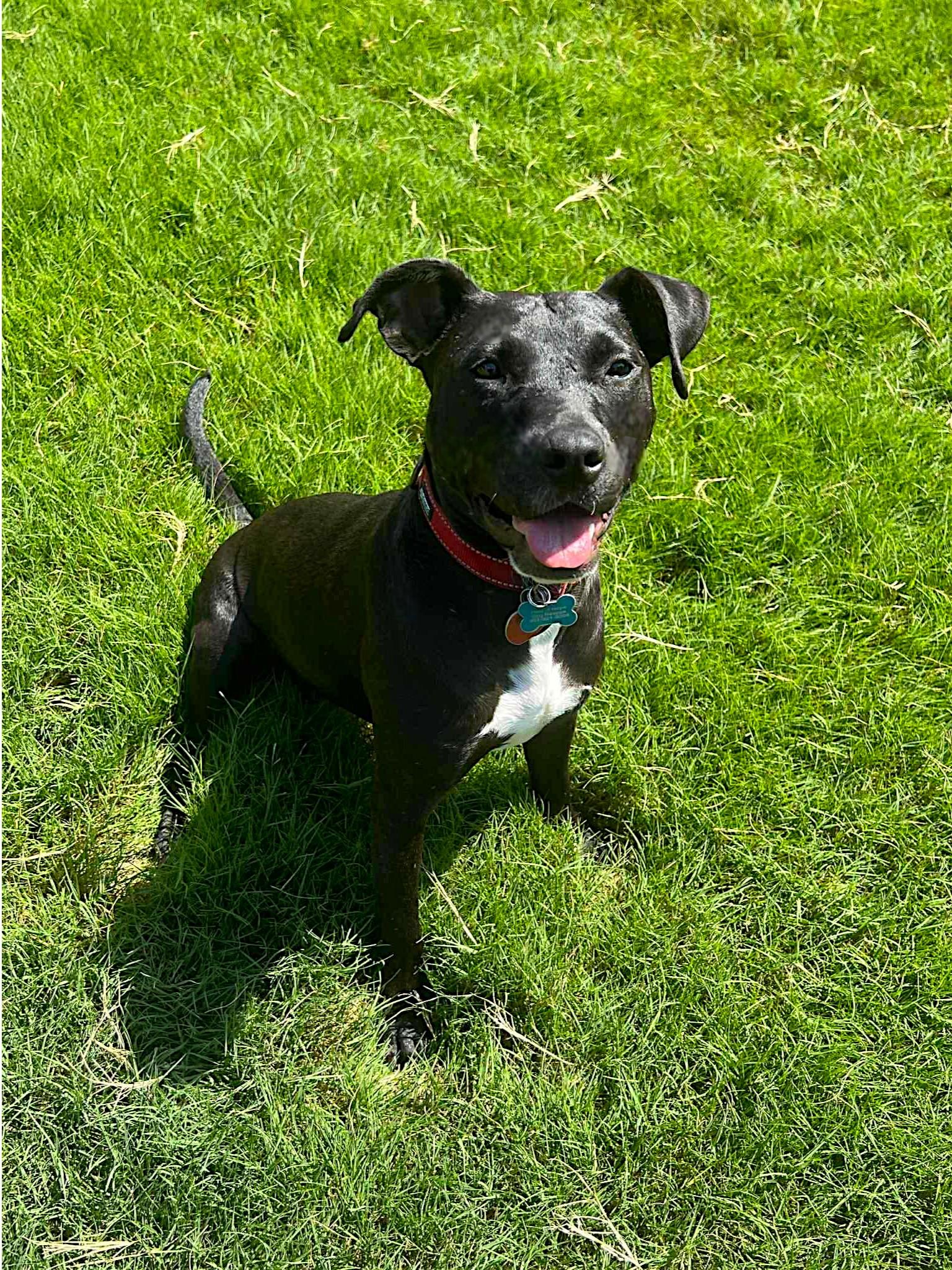 Enlarge BeckyAnn, a Adoptable mixed breed in Memphis, TN image 6/6