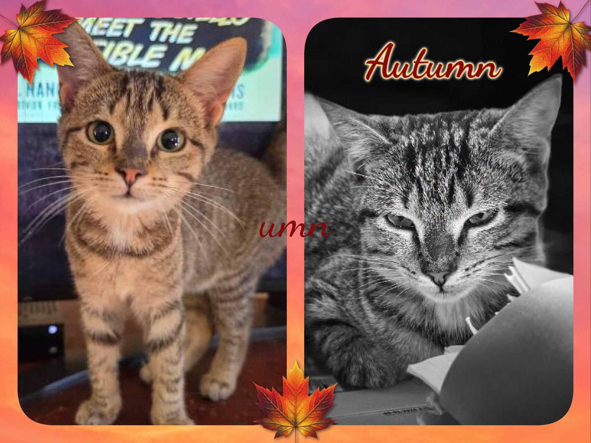 Autumn, Adoptable, Kitten Female Domestic Short Hair.