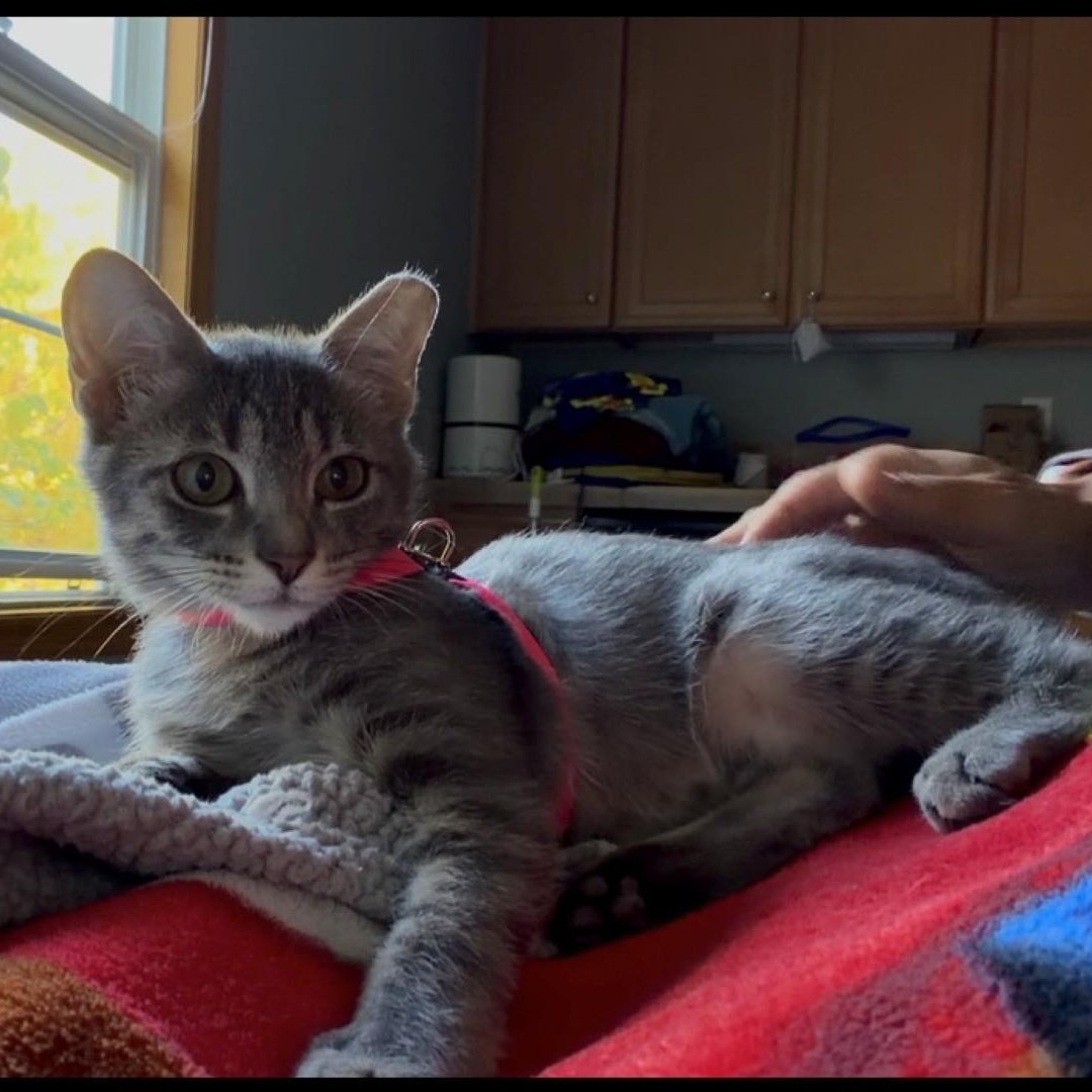 Kobie Rice, Adoptable, Kitten Female Domestic Short Hair & Tabby.