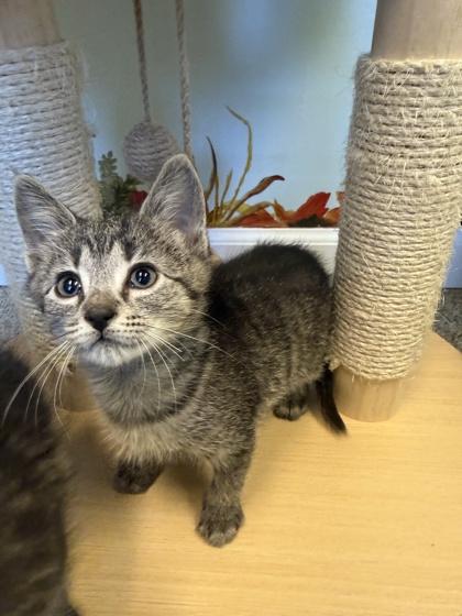 Enlarge Otto, a Adoptable mixed breed in Harbor Springs, MI image 1/1