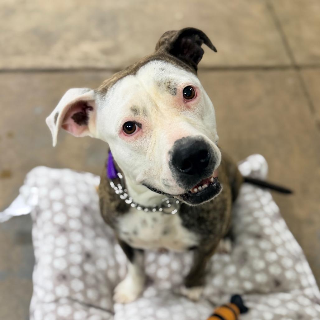 Stassi, Adoptable, Adult Female Mixed Breed & Mixed Breed.
