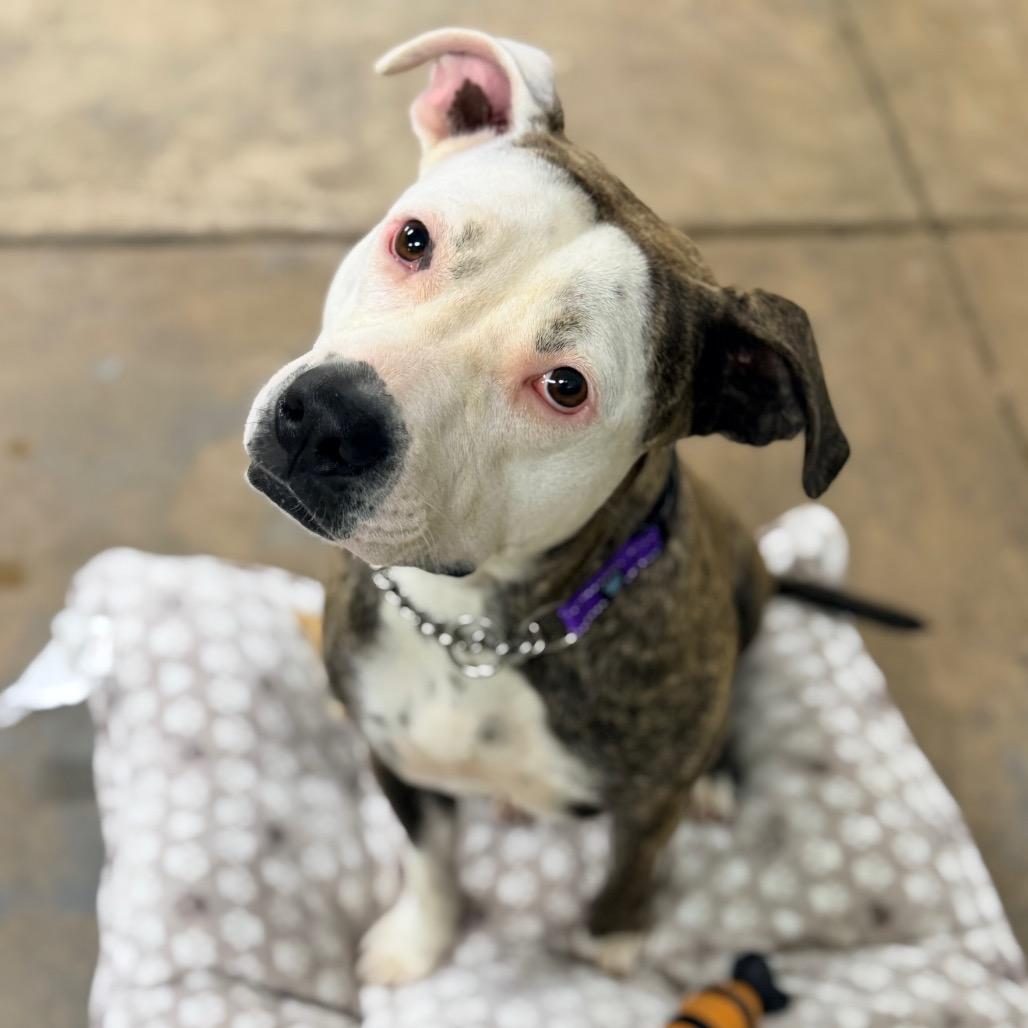 Enlarge Stassi, a Adoptable mixed breed in Columbus, GA image 2/3