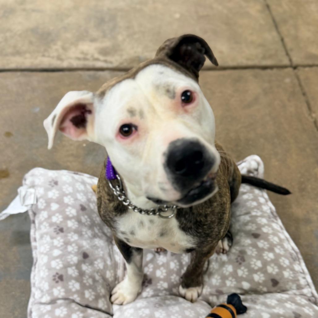 Enlarge Stassi, a Adoptable mixed breed in Columbus, GA image 3/3