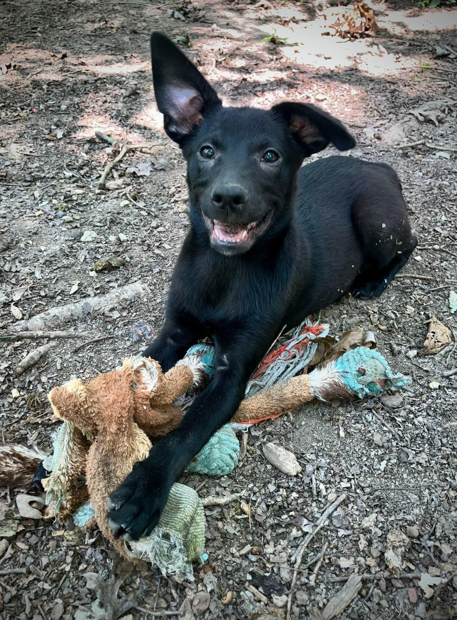 Br'er(rabbit), a Adoptable mixed breed in Chattanooga, TN image 1/6