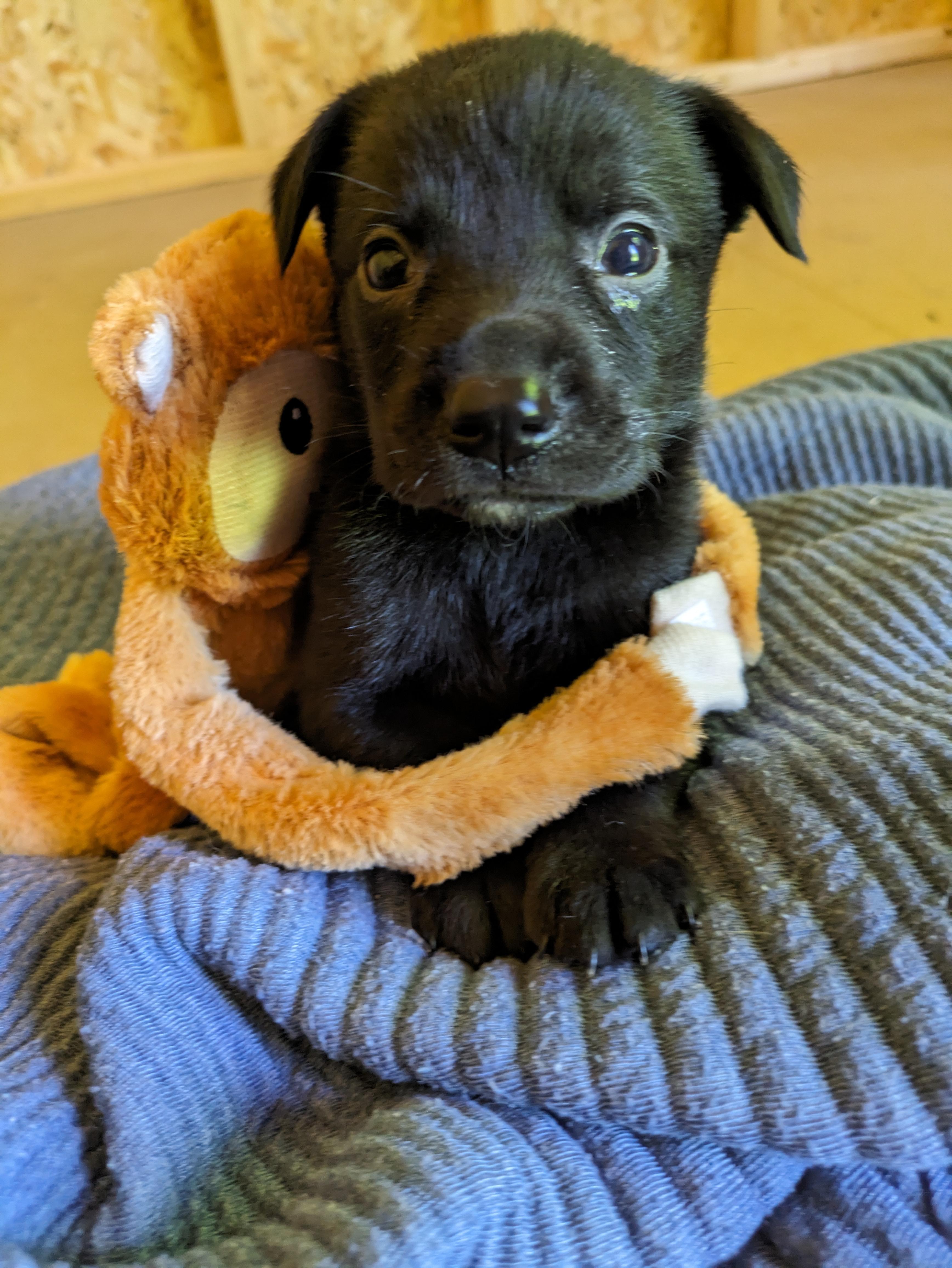 Br'er(rabbit), a Adoptable mixed breed in Chattanooga, TN image 2/6