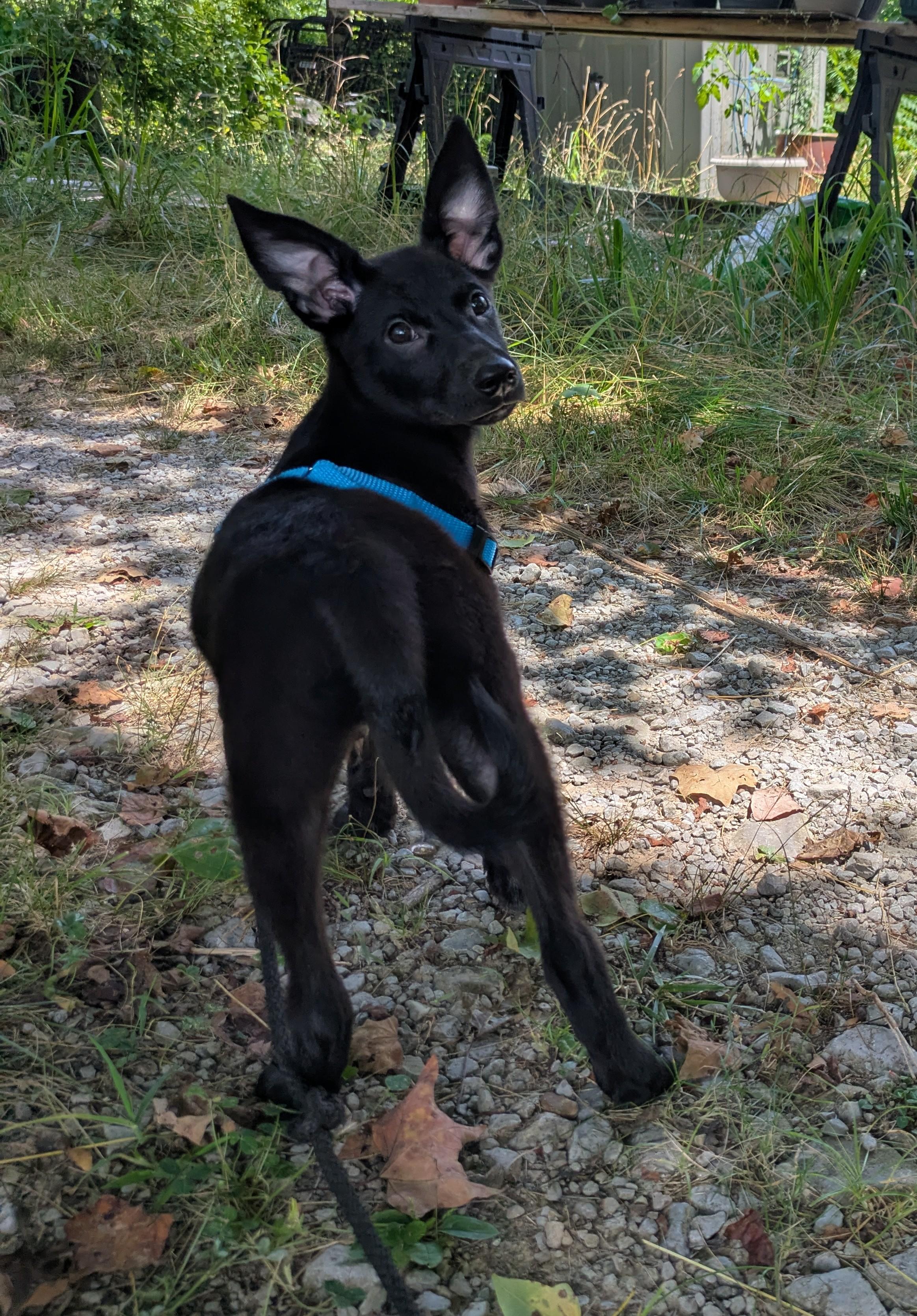 Br'er(rabbit), a Adoptable mixed breed in Chattanooga, TN image 3/6