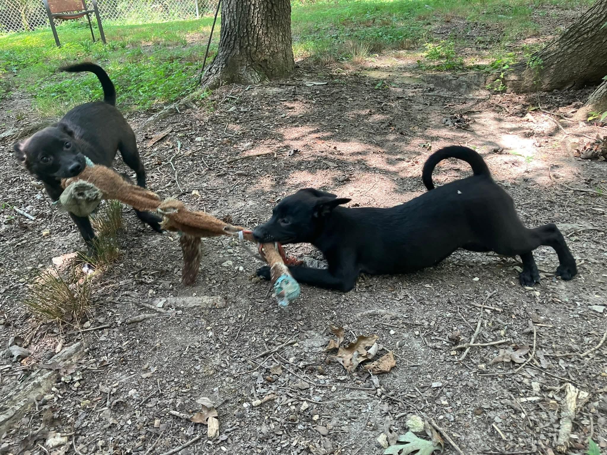 Br'er(rabbit), a Adoptable mixed breed in Chattanooga, TN image 4/6
