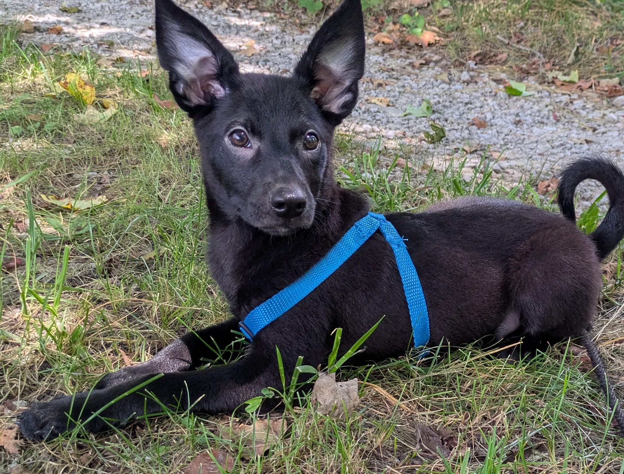 Br'er(rabbit), a Adoptable mixed breed in Chattanooga, TN image 5/6